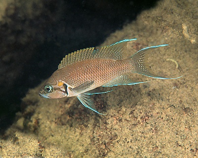 Neolamprologus splendens 'Tembwe (Deux)'